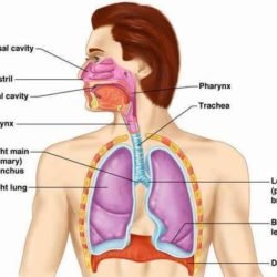 Human Respiratory System With Magnified Alveolus