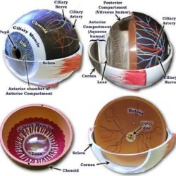 Human Eye Demonstration Model