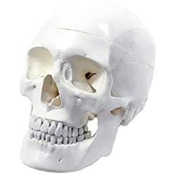 Human Muscular Skull - 3 Parts