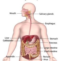 Human Digestive System