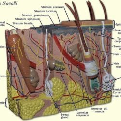 Skin Burn - Normal Model