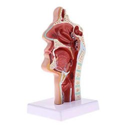 Human Nasal Cavity Model