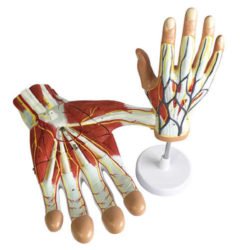 Regional Anatomy Hand - 7 Parts