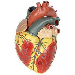 Heart With Thymus