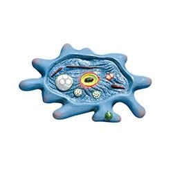 Amoeba Model