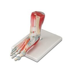 Anatomy of the Foot Model