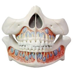 Deciduous Teeth Model
