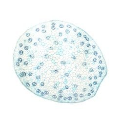 Dicot Stem Herbaceous