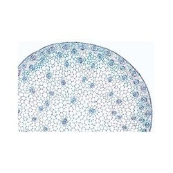 Dicot Stem Ts