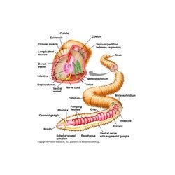Earthworm Anatomical Model