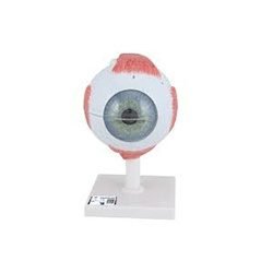 Eye Model 6 Parts