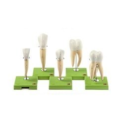 Five Models Of Teeth