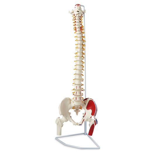 Flexible Vertebral Column with Femur Heads, Me Insertions, Removable Sacrauscll Crest