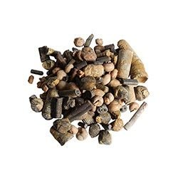 Fossils Collection Set