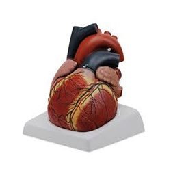 Giant Heart - 4 Parts