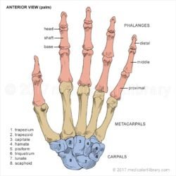 Hand Bones