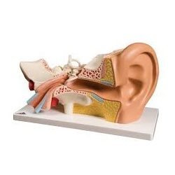 Human Ear 3x life Size 5 Parts
