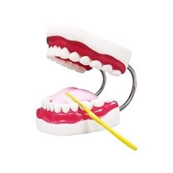 Human Teeth Model - Dental Problems