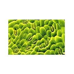 Leaf Stomata Model