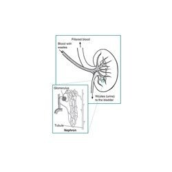 Nephron Diseases