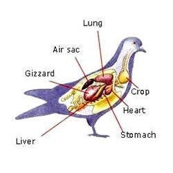 Pigeon Dissection Model