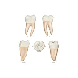 Right Lower First Molar