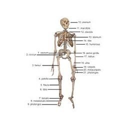 Skeleton Of The Human Trunk