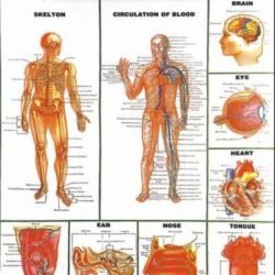 Human Physiology Charts