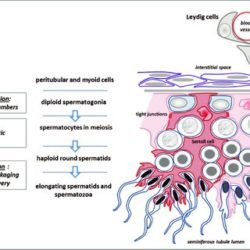 Spermatogenesis Models