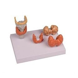 Thyroid Diseases - 4 Parts Models