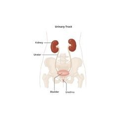 Urinary System