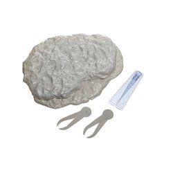 Variation And Evolution Fossil Kit