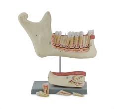 Lower Jaw - 6 Parts